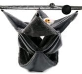 animali domestici piccoli