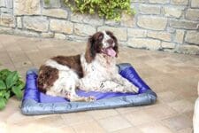 articoli per animali domestici