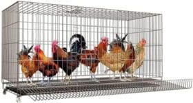 cani domestici piccoli