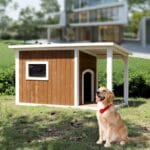 animali domestici piccoli