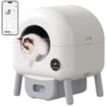 gatti domestici