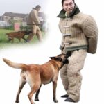 cani domestici piccoli