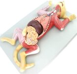 articoli per animali domestici