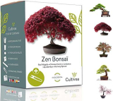 Cultivea Mini – Bonsai Ready-to-Grow Kit – Semi francesi 100% ecologici – Giardino e decorazione – Idea regalo (Mela rossa, Cercis cinese, Ginepro, Liquidambar, Abete rosso)