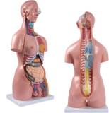 JNPGVTCD Modello anatomico del Torso Medico 85 cm Tors Reali