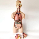 JNPGVTCD Modello didattico 55 cm Torso Umano Anatomia Organi Interni Tronco Corpo per Studio scientifico Esposizione didattica Staccabile 19 Parti, Modelli Medici