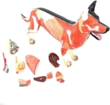 Modelli Medici,Cane Organo Muscolo Anatomia Modello Cane Canino Organo Tessuto Muscolo Organi Campioni Superiore Professionale Allevamento di Animali Addestramento Veterinario
