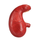 Modello Anatomico Dell’Organo Umano, Modello Patologico della Malattia Dell’Apparato Digerente del Modello Anatomico dello Stomaco del Tratto Gastrointestinale Umano, per L’Ufficio di Medicina, Scie
