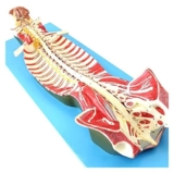 Modello Torso Corpo Umano Modello educativo Anatomia Umana Colonna vertebrale l’insegnamento ditta (73 X 25 X 16 cm) Modello Scheletro