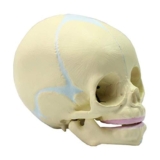 Modello anatomico Cranio Neonato 30 Settimane Modello anatomico Cranio feto Umano Replica realistica a grandezza Modello dello Scheletro Testa feto