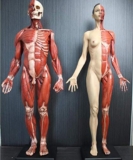 Modello anatomico Figura 2 Pezzi Modello anatomico Umano 60 cm Maschio Femmina Anatomia Muscolare Osso Umano – Materiale PU – Medico studiare Disegno Artista Modello Scheletro