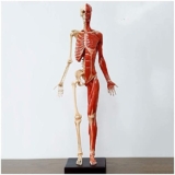 Modello anatomico Figura Umana Manichino Disegno Figure – 23 Pollici / 60 cm Figura Anatomica Femminile – Modello anatomico Scheletro Muscolare Umano Riferimento per Artista Scuola Studio Insegname