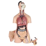 Modello anatomico Modello Torso organi Umani, Modello anatomico Corpo Unisex Lusso Alta qualità – Modelli Medici, risorse didattiche Modello Scheletro