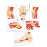 Modello anatomico, Modello Umano – Modello Struttura a Sei articolazioni Modello dimostrativo muscoloscheletrico l’istruzione Kit scienze mediche la dimostrazione Medica Modello Scheletrico