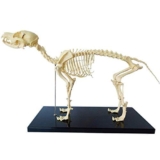 Modello anatomico Modello assemblaggio Scheletro Cane Modello Campione Anatomia Animale Modello didattico Cani Anatomia Animale e biologia Umana Insegnamento Insegnamento Veterinario Strumento dimo