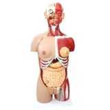 Modello anatomico, Modello educativo 85CM Modello Corpo Umano Modello Torso Muscolo viscerale Modello Organo l’insegnamento Modello Scheletro Staccabile in 29 Parti