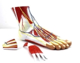 Modello anatomico, Modello scientifico Piede con Muscoli, Modello Scheletrico anatomico gerarchia Piede, Modello legamento neurovascolare Muscolare dell’articolazione Piede Articolazione Piede Mode