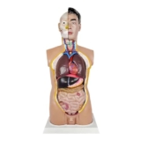 ZWDCVFGK Modello di Anatomia del Torso metà Corpo Maschile da 85 Cm, Modello di Ricerca con Display Didattico Rimovibile da 23 Pezzi, Proporzioni per Adulti, Anatomicamente Accurato
