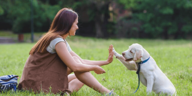 Perché è Importante Proteggere i Cani da Zecche, Pulci, Mosche Cavalline, Flebotomi e Zanzare: 10 Domande Frequenti